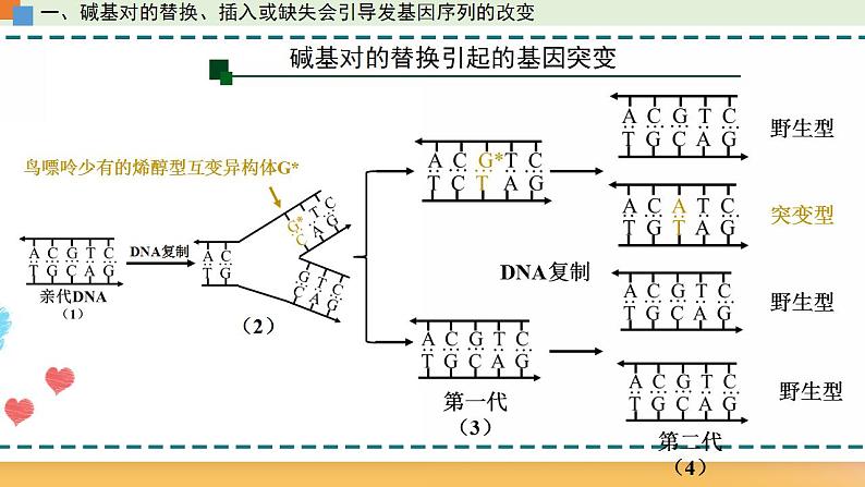 第四章 第一节 基因突变可能引起性状改变-【名校同步】2021-2022学年高一生物精品课件（浙科版2019必修2）07