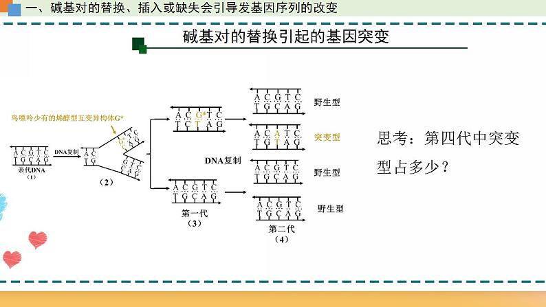 第四章 第一节 基因突变可能引起性状改变-【名校同步】2021-2022学年高一生物精品课件（浙科版2019必修2）08