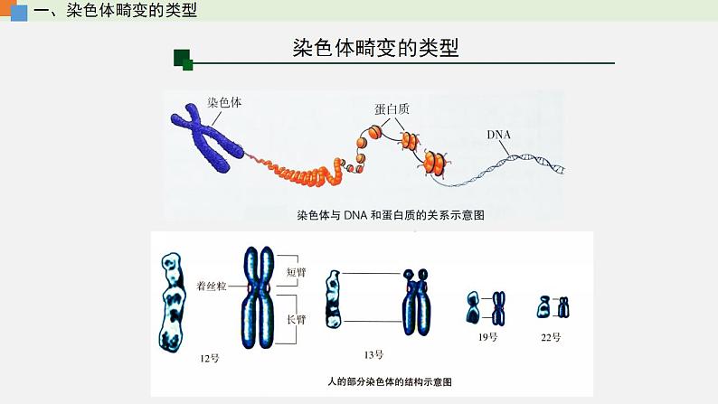 第四章 第三节 染色体畸变可能引起性状改变-【名校同步】2021-2022学年高一生物精品课件（浙科版2019必修2）06