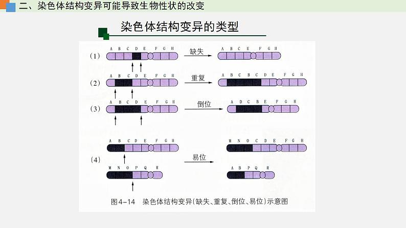 第四章 第三节 染色体畸变可能引起性状改变-【名校同步】2021-2022学年高一生物精品课件（浙科版2019必修2）08