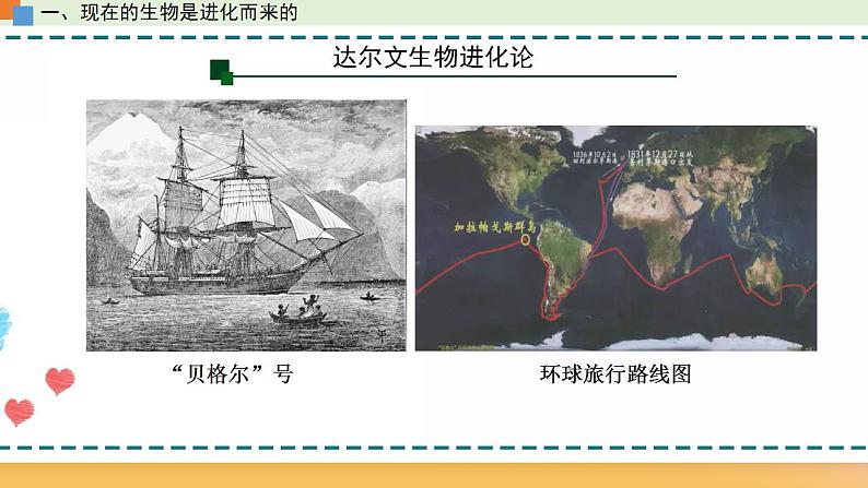 第五章 第一节 丰富多样的现存物种来自共同祖先-【名校同步】2021-2022学年高一生物精品课件（浙科版2019必修2）08