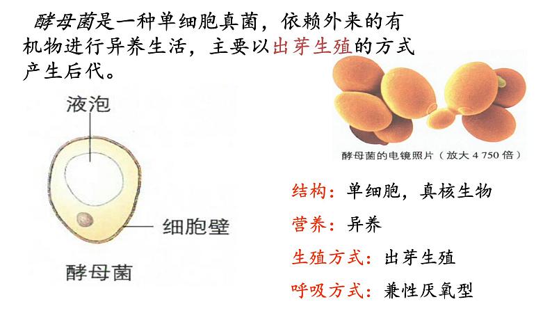 5.3细胞呼吸的原理和应用课件2022-2023学年高一上学期生物人教版必修108