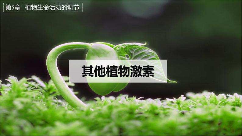 5.2其他植物激素课件2022-2023学年高二上学期生物人教版选择性必修1第1页
