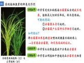 5.2其他植物激素课件2022-2023学年高二上学期生物人教版选择性必修1