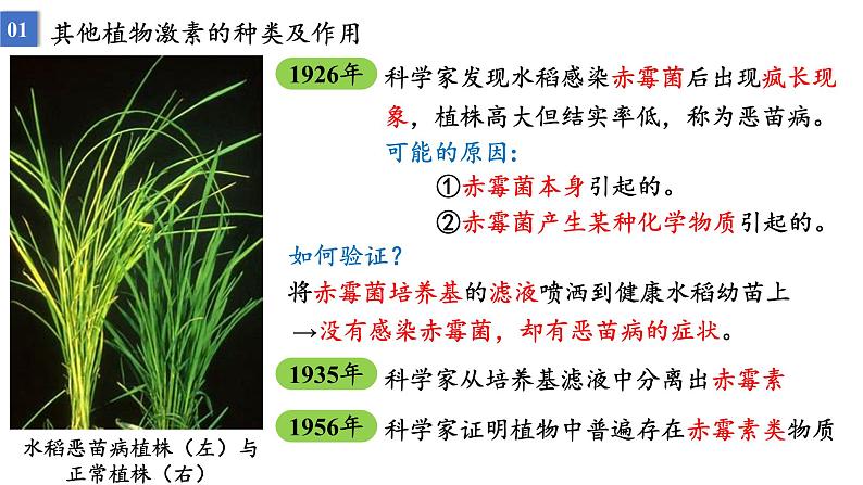 5.2其他植物激素课件2022-2023学年高二上学期生物人教版选择性必修1第2页