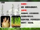 5.2其他植物激素课件2022-2023学年高二上学期生物人教版选择性必修1