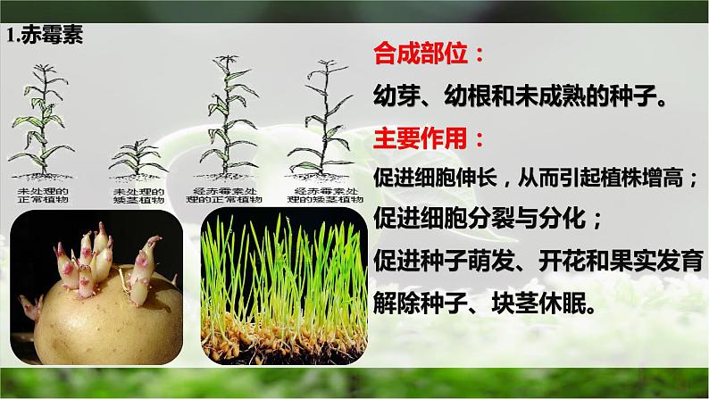 5.2其他植物激素课件2022-2023学年高二上学期生物人教版选择性必修1第3页