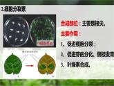 5.2其他植物激素课件2022-2023学年高二上学期生物人教版选择性必修1