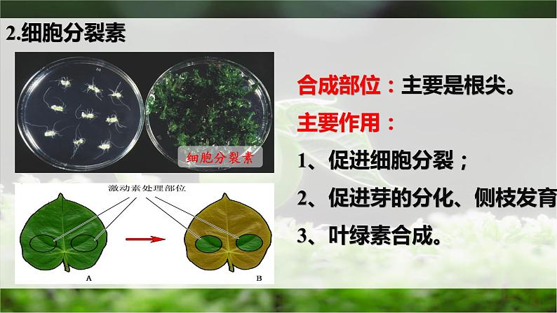 5.2其他植物激素课件2022-2023学年高二上学期生物人教版选择性必修1第4页