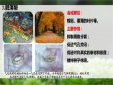 5.2其他植物激素课件2022-2023学年高二上学期生物人教版选择性必修1