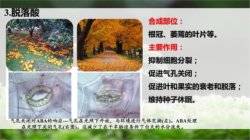 5.2其他植物激素课件2022-2023学年高二上学期生物人教版选择性必修1第5页