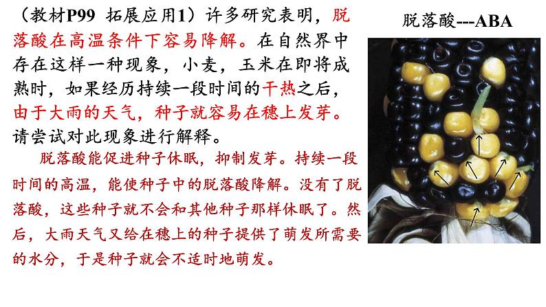 5.2其他植物激素课件2022-2023学年高二上学期生物人教版选择性必修1第6页