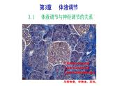 3.3体液调节与神经调节的关系课件2022-2023学年高二上学期生物人教版选择性必修1