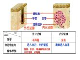 3.1 激素与内分泌系统课件2022-2023学年高二上学期生物人教版选择性必修1