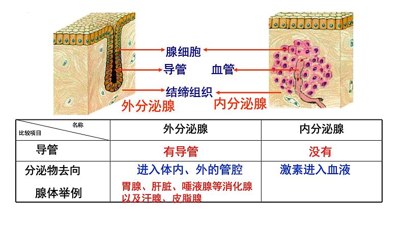 3.1 激素与内分泌系统课件2022-2023学年高二上学期生物人教版选择性必修1第3页