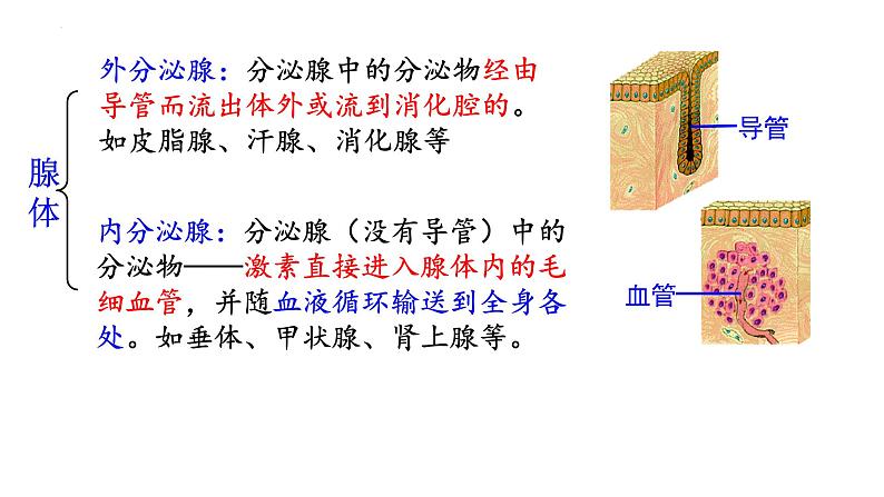 3.1 激素与内分泌系统课件2022-2023学年高二上学期生物人教版选择性必修1第4页