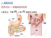 3.1 激素与内分泌系统课件2022-2023学年高二上学期生物人教版选择性必修1