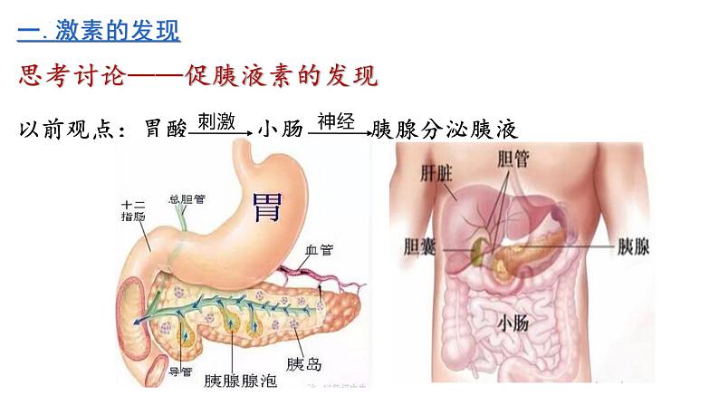 3.1 激素与内分泌系统课件2022-2023学年高二上学期生物人教版选择性必修1第5页