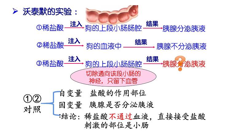 3.1 激素与内分泌系统课件2022-2023学年高二上学期生物人教版选择性必修1第7页