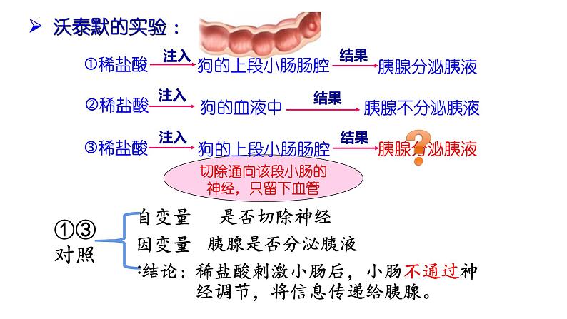 3.1 激素与内分泌系统课件2022-2023学年高二上学期生物人教版选择性必修1第8页