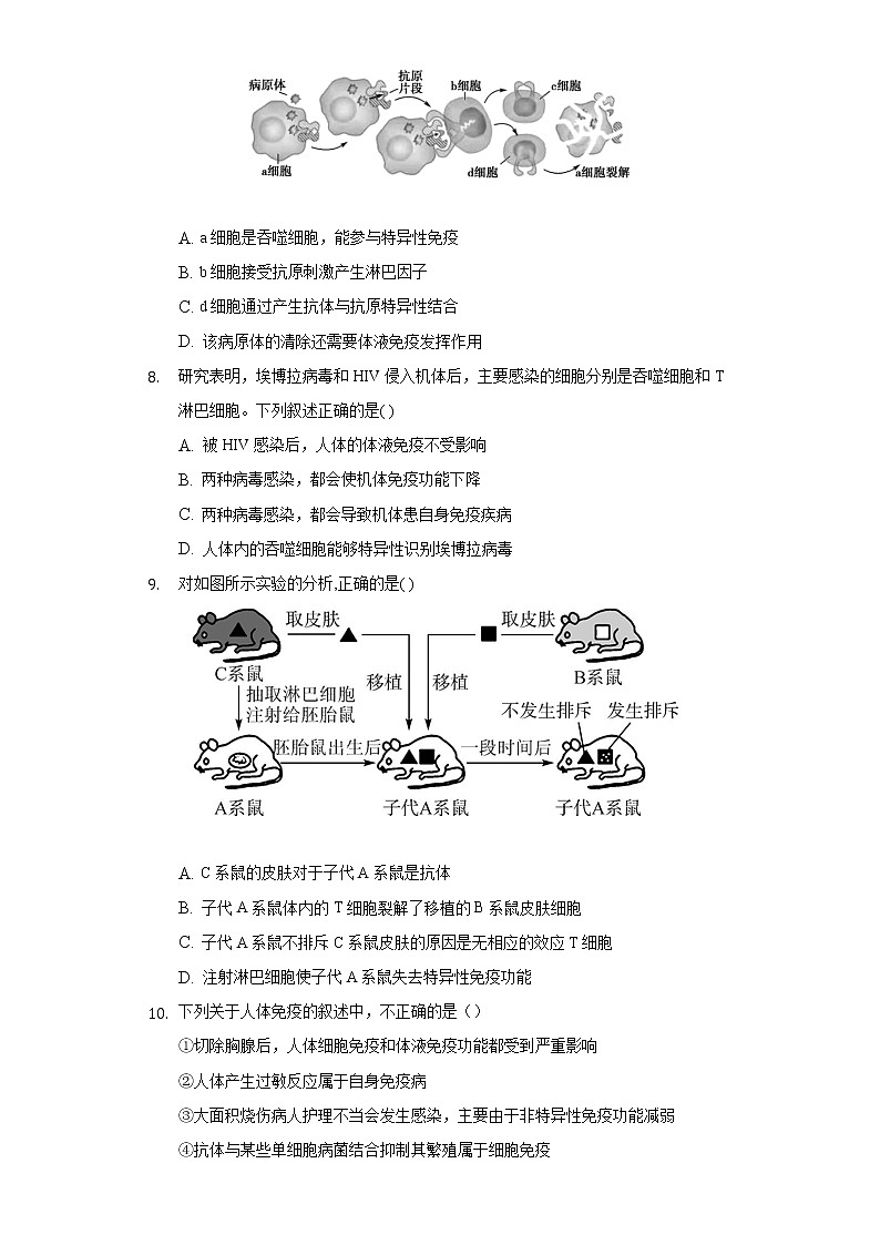4.2特异性免疫   人教版（2019）高中生物选择性必修第一册同步练习（含答案解析）03