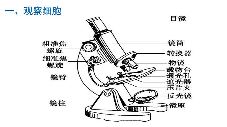 1.2  细胞的多样性和统一性第3页