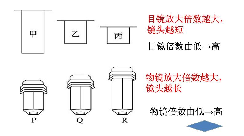 1.2  细胞的多样性和统一性第5页