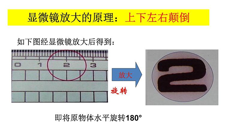 1.2  细胞的多样性和统一性第8页