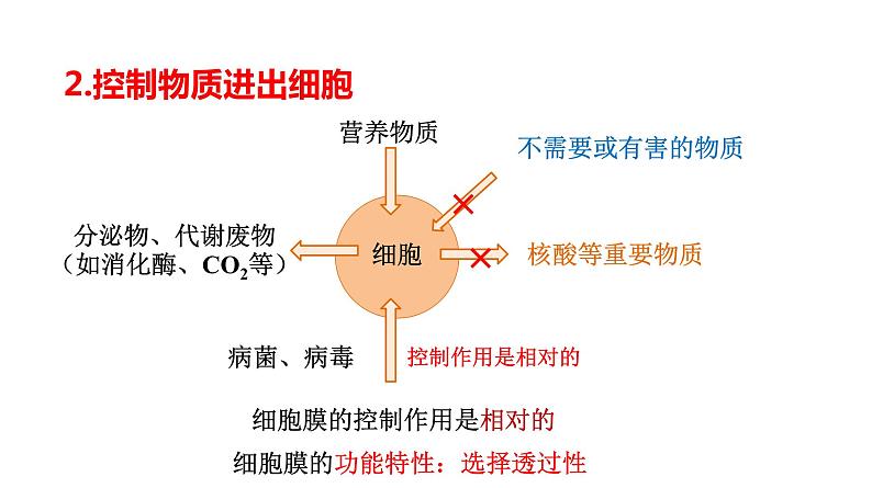 3.1　细胞膜的结构和功能第4页