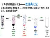 3.2 细胞器之间的分工合作（第1课时） 课件