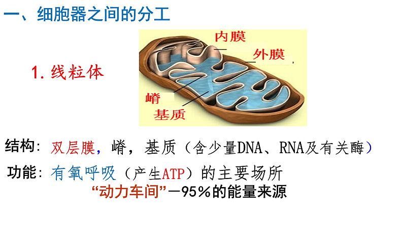 3.2 细胞器之间的分工合作（第1课时） 课件05