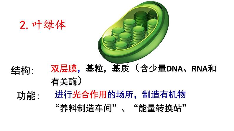 3.2 细胞器之间的分工合作（第1课时） 课件07
