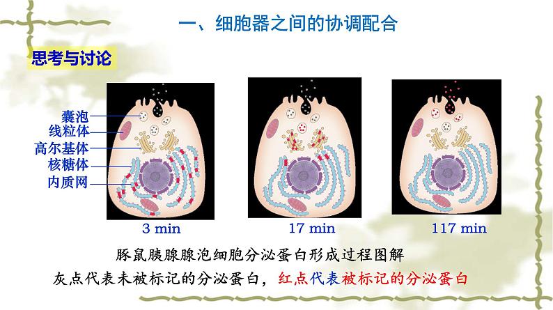 3.2 细胞器之间的分工合作（第2课时）第3页