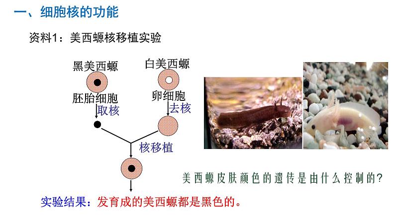 3.3 细胞核的结构和功能 课件03