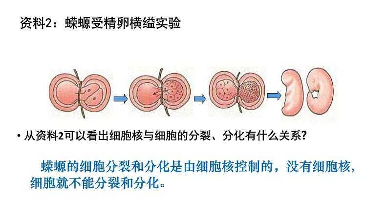 3.3 细胞核的结构和功能 课件05