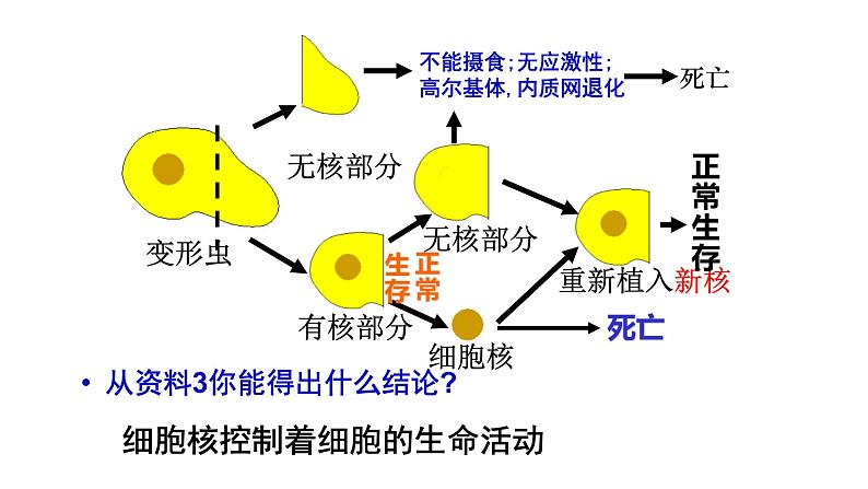 3.3 细胞核的结构和功能 课件07