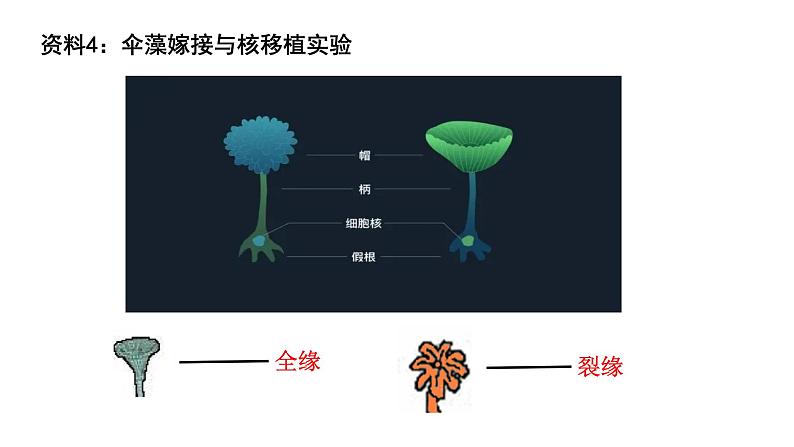 3.3 细胞核的结构和功能 课件08