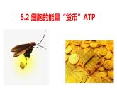 5.2 细胞的能量“货币”ATP 课件