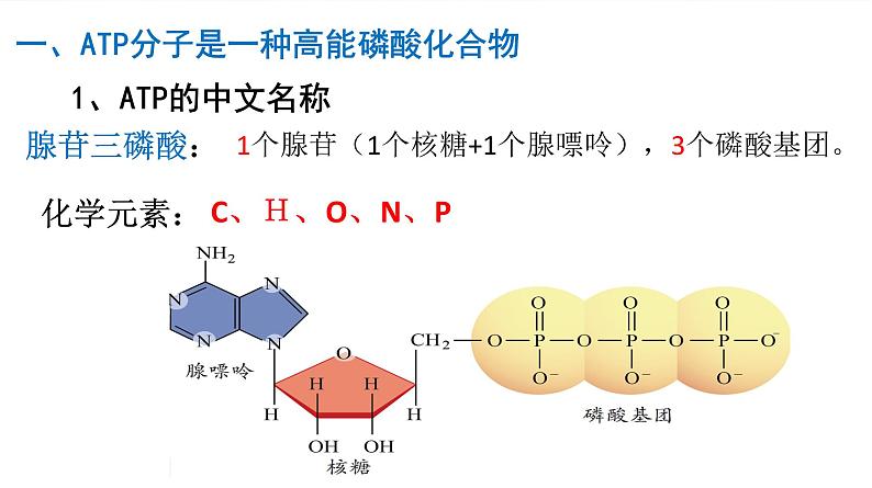 5.2 细胞的能量“货币”ATP第5页