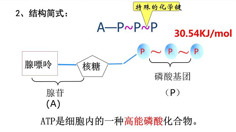 5.2 细胞的能量“货币”ATP第6页