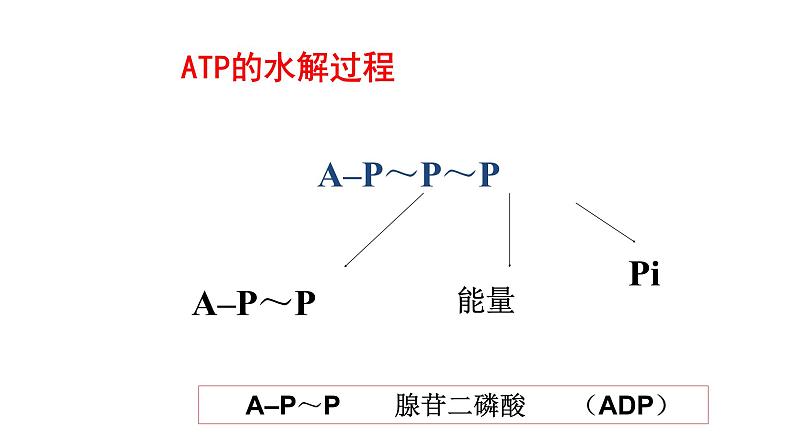 5.2 细胞的能量“货币”ATP第8页