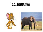 6.1 细胞的增殖 课件