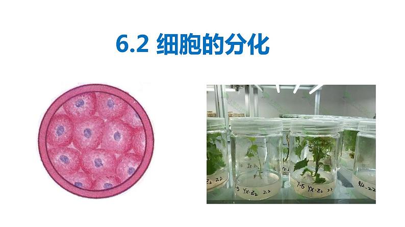 6.2 细胞的分化 课件01