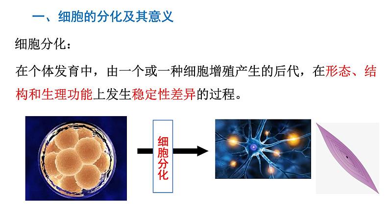 6.2 细胞的分化 课件02