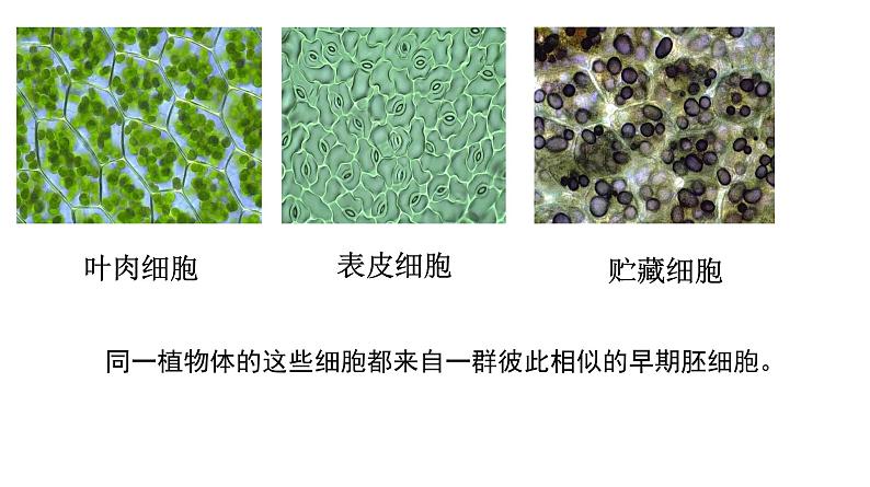 6.2 细胞的分化 课件03