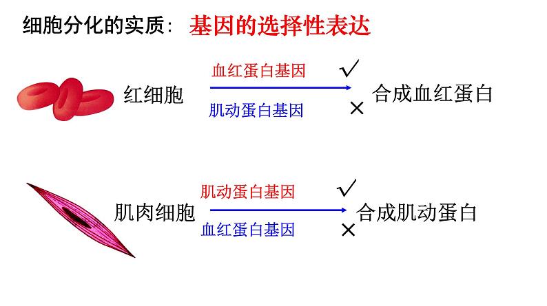 6.2 细胞的分化 课件06