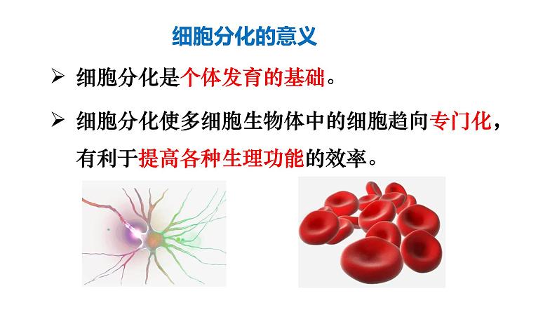 6.2 细胞的分化 课件08