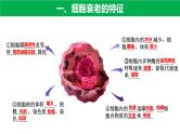 6.3 细胞的衰老和死亡 课件