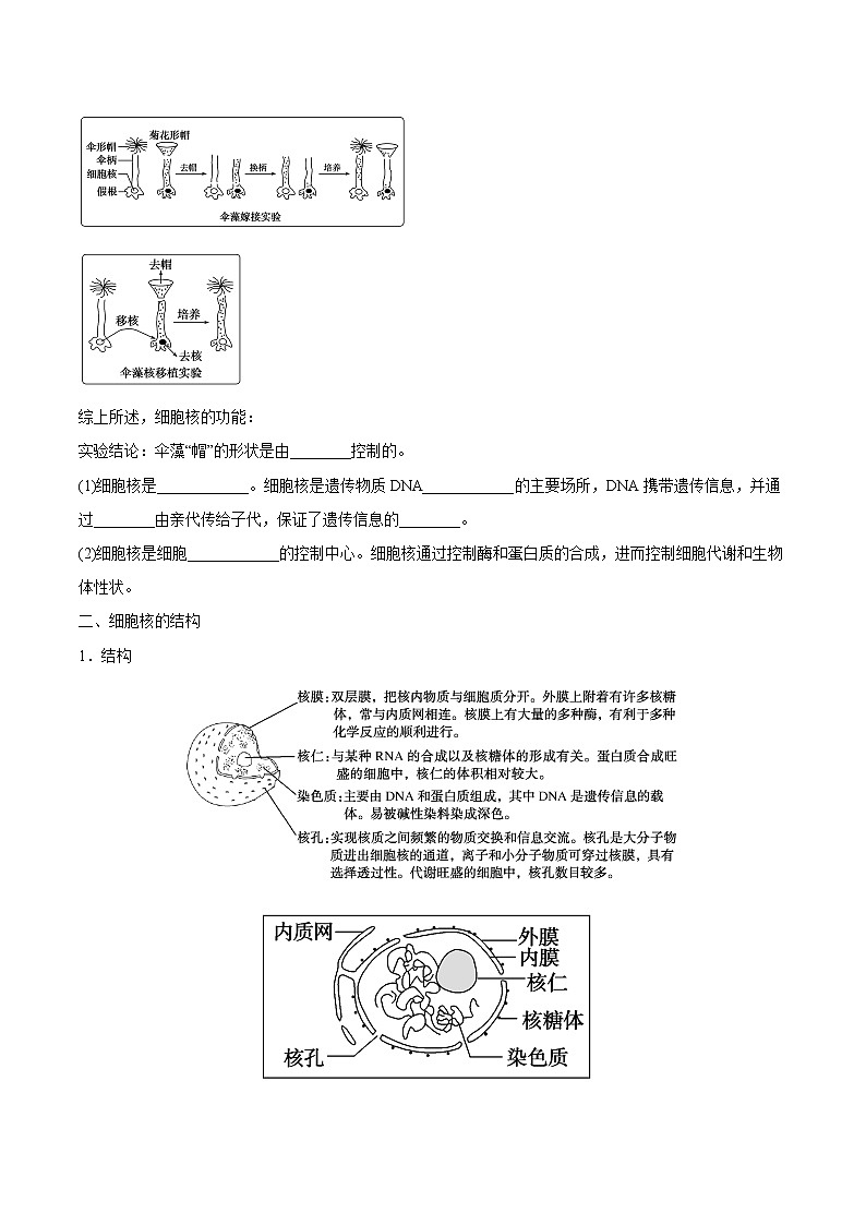 第3节细胞核的结构和功能学案第2页