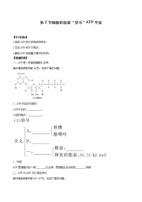 人教版 (2019)必修1《分子与细胞》第2节 细胞的能量“货币”ATP学案